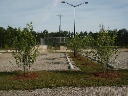 New Trees at Recreation  Complex